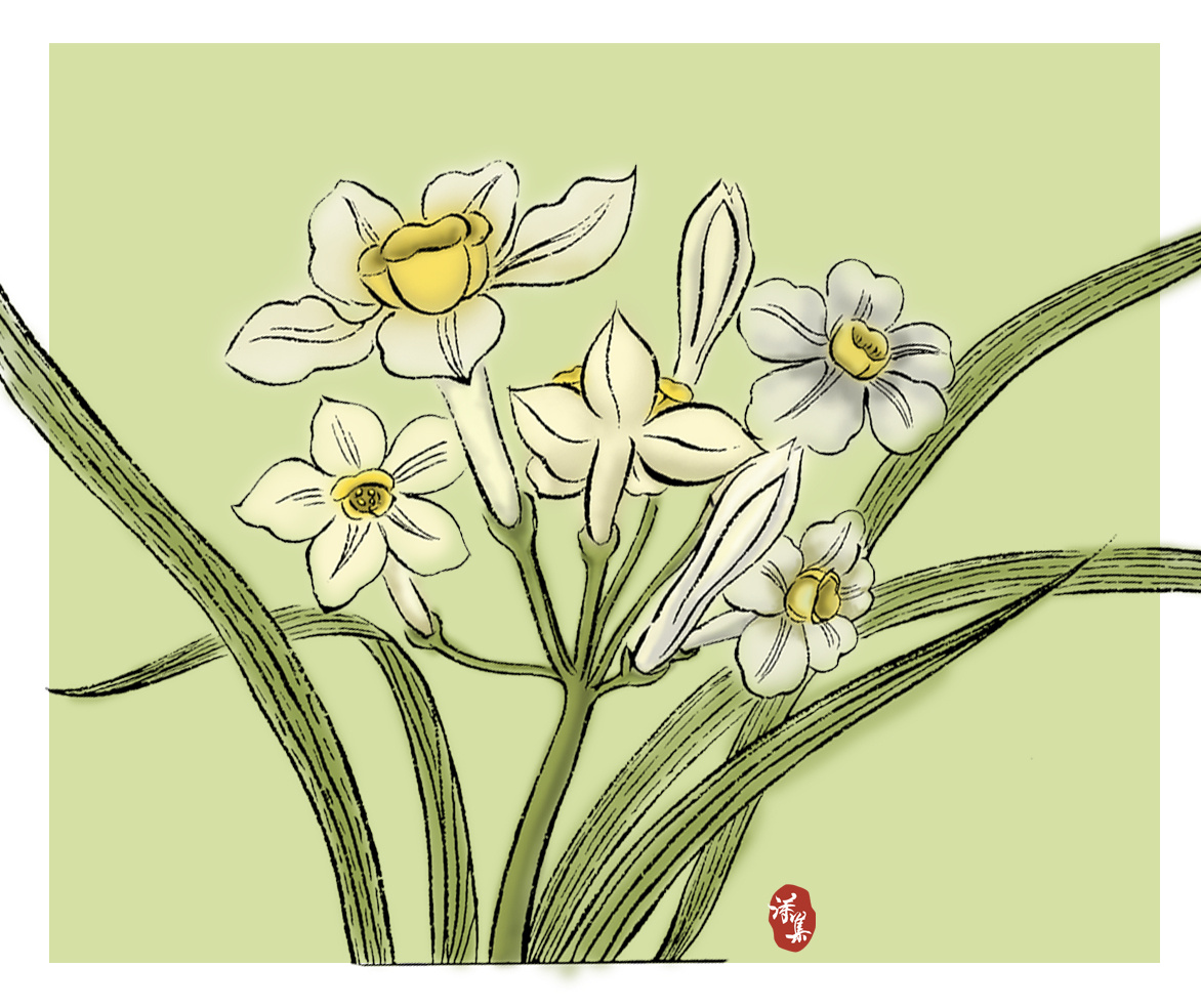 水仙-手绘转设计