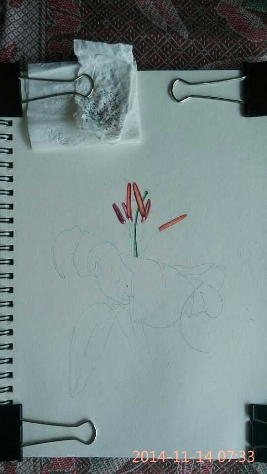 圆珠笔画——绚丽的百合（图ZMjE5OTg3OTY=） - 绘画 - 站酷设计师简一原创素材 - 站酷ZCOOL