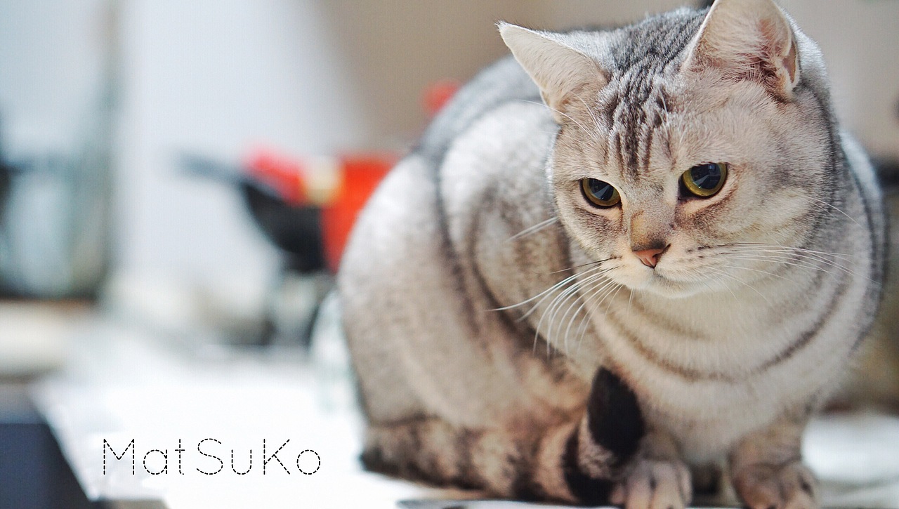 关于MatSuKo的一生