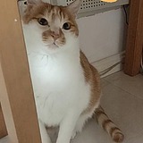 大太太和花匠的头像