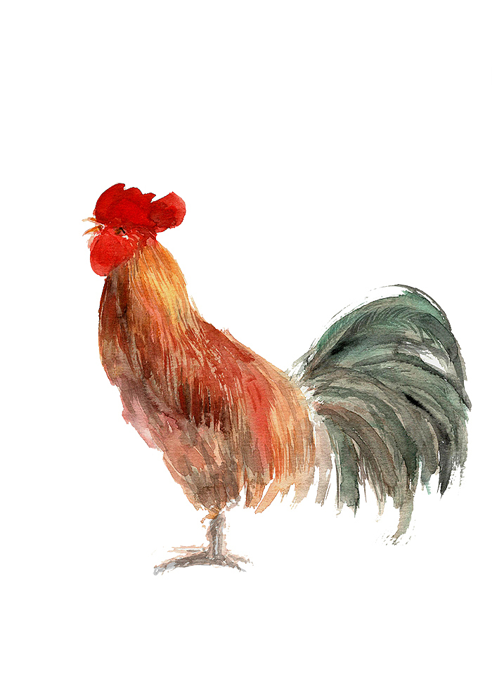 水彩画-鸡