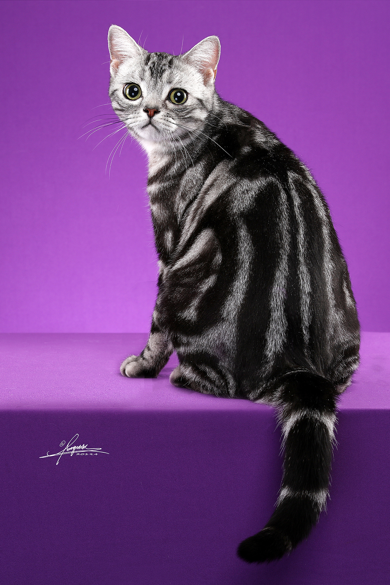 英短猫-amyworks探须视觉322德文卷毛猫-amyworks探须视觉280喜欢ta的