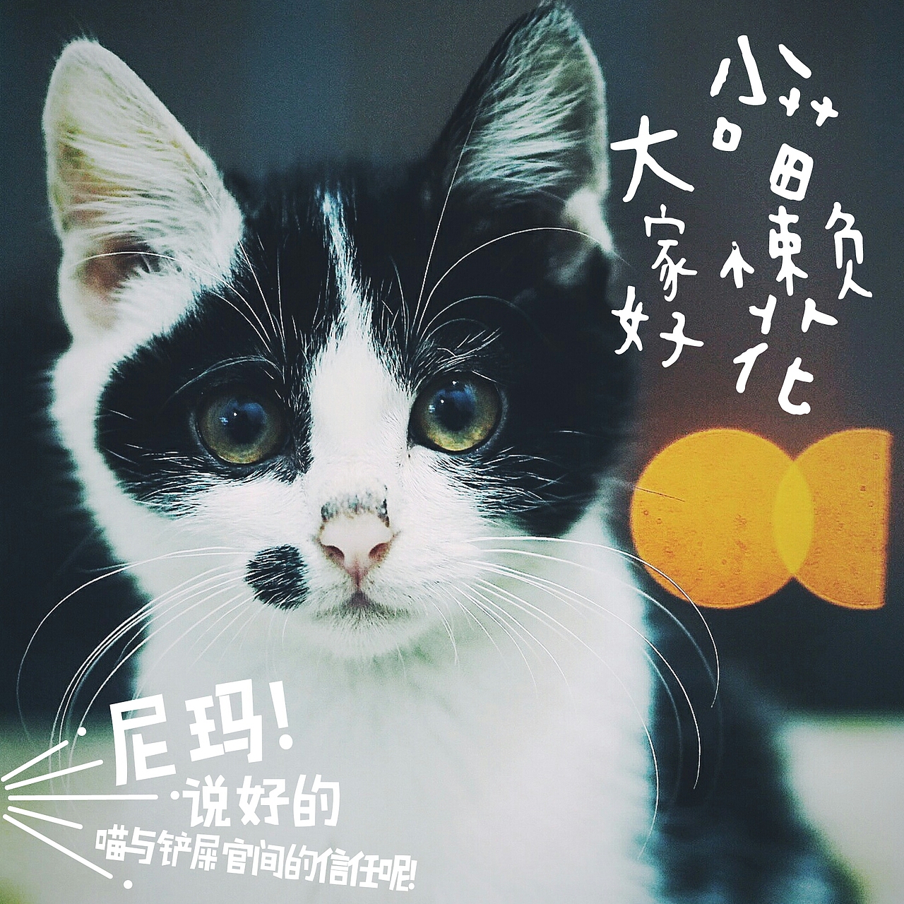 喵大人与铲屎官