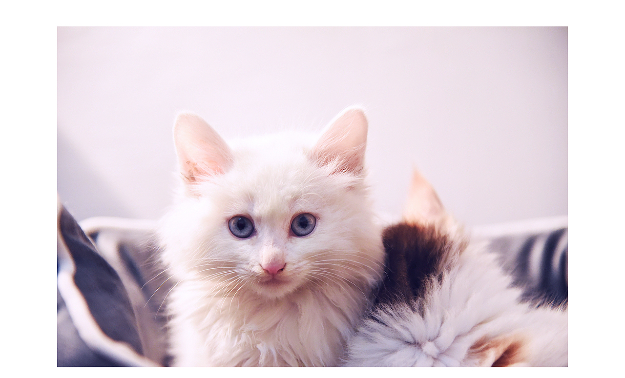 宠物拍摄 - 两个多月的花猫和白猫（图ZMTY5NzY2NzMy） - 宠物摄影 - 站酷设计师JasonKingBB原创素材 - 站酷ZCOOL