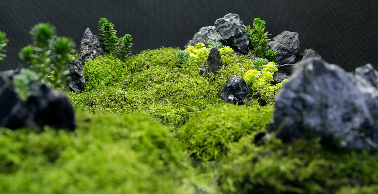 苔藓摆台