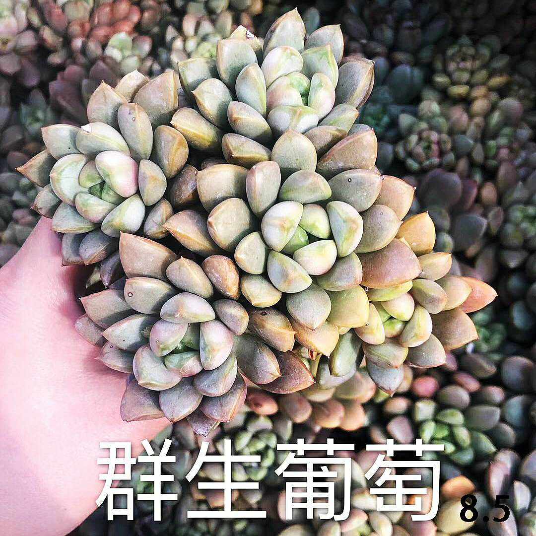 云南东南亚多肉绿植（图ZMTU1NDUxMjM2） - 产品摄影 - 站酷设计师绿植玩家原创素材 - 站酷ZCOOL