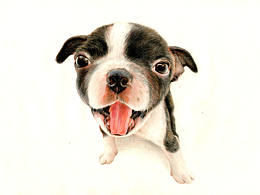 彩铅狗狗——波士顿梗犬