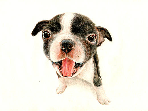 彩铅狗狗——波士顿梗犬（个人主页-ZMTM4MjAwOTI=） - 绘画 - 站酷设计师箐莜菲菲原创素材 - 站酷ZCOOL