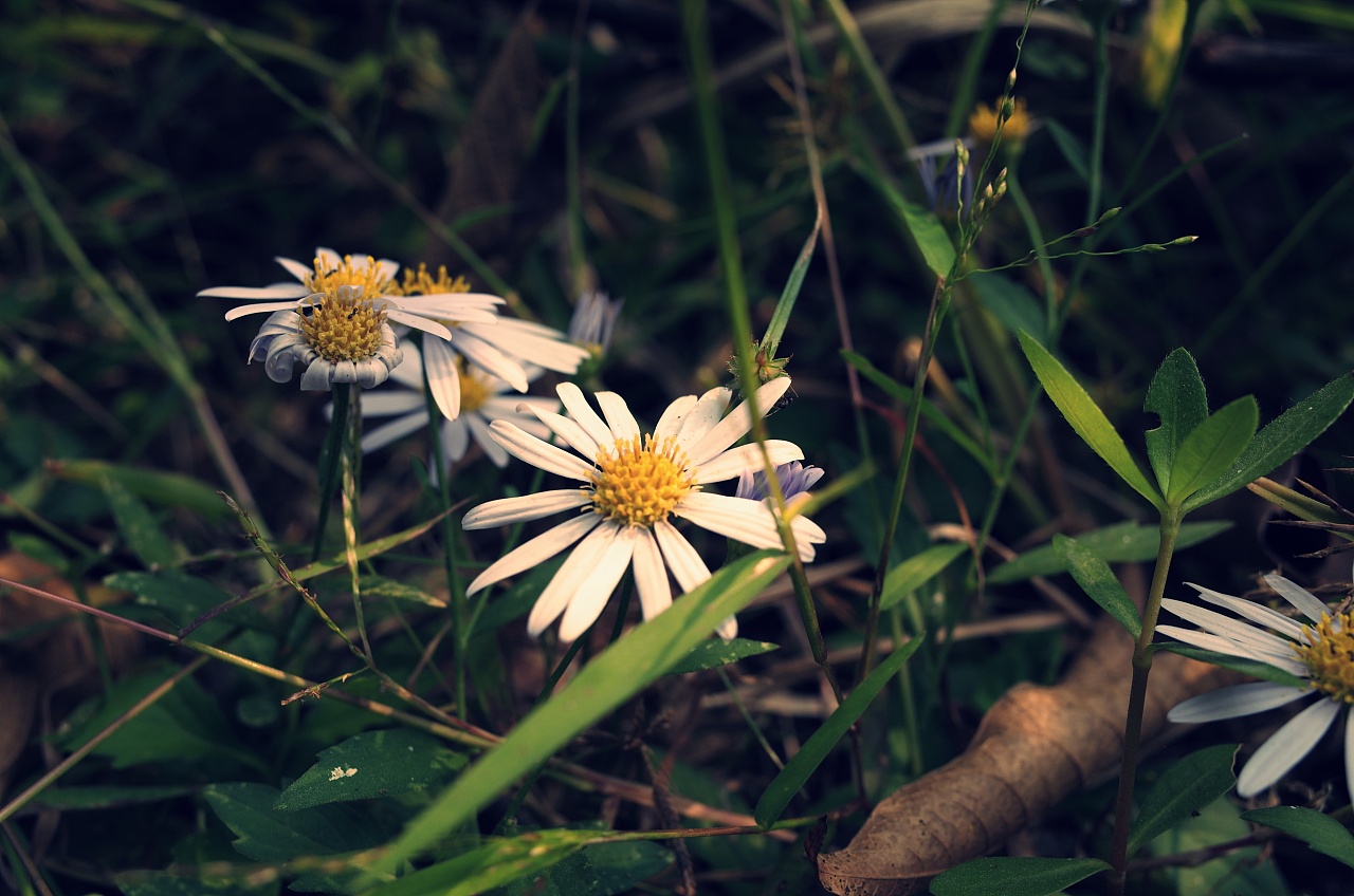 今天用理光gr拍的直出|摄影|人文/纪实摄影|沈大冬 - 原创作品 - 站酷