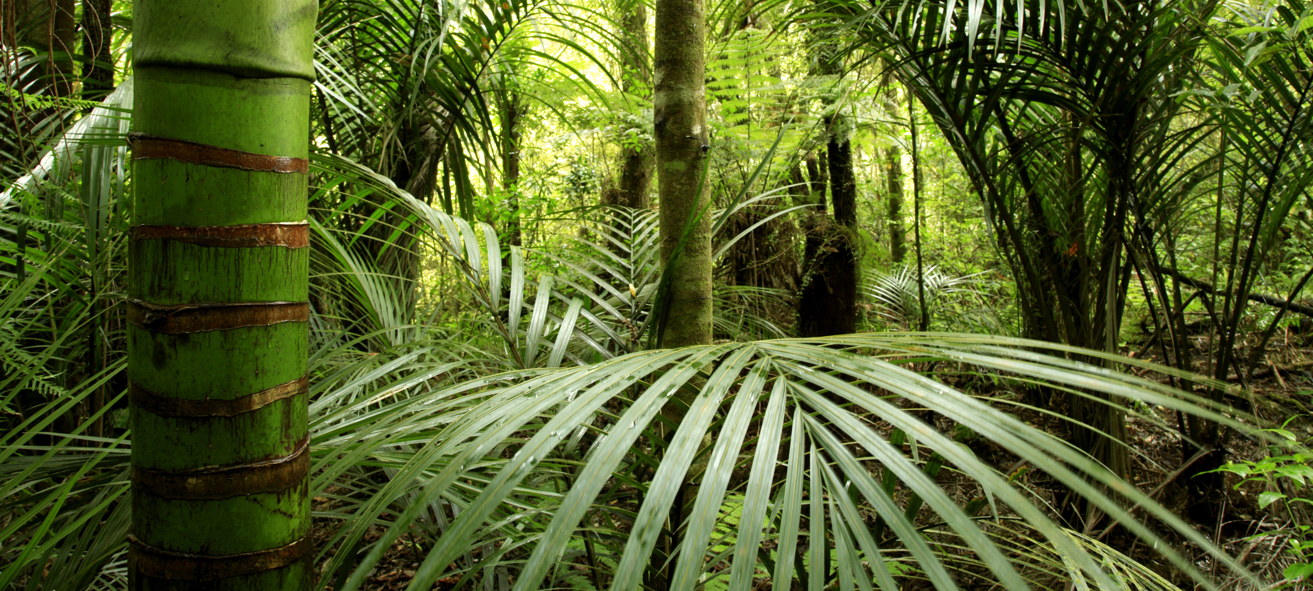 是小晴鸭的个人主页（封面预览） - 主页封面设置 - 站酷设计师是小晴鸭原创素材 - 站酷ZCOOL