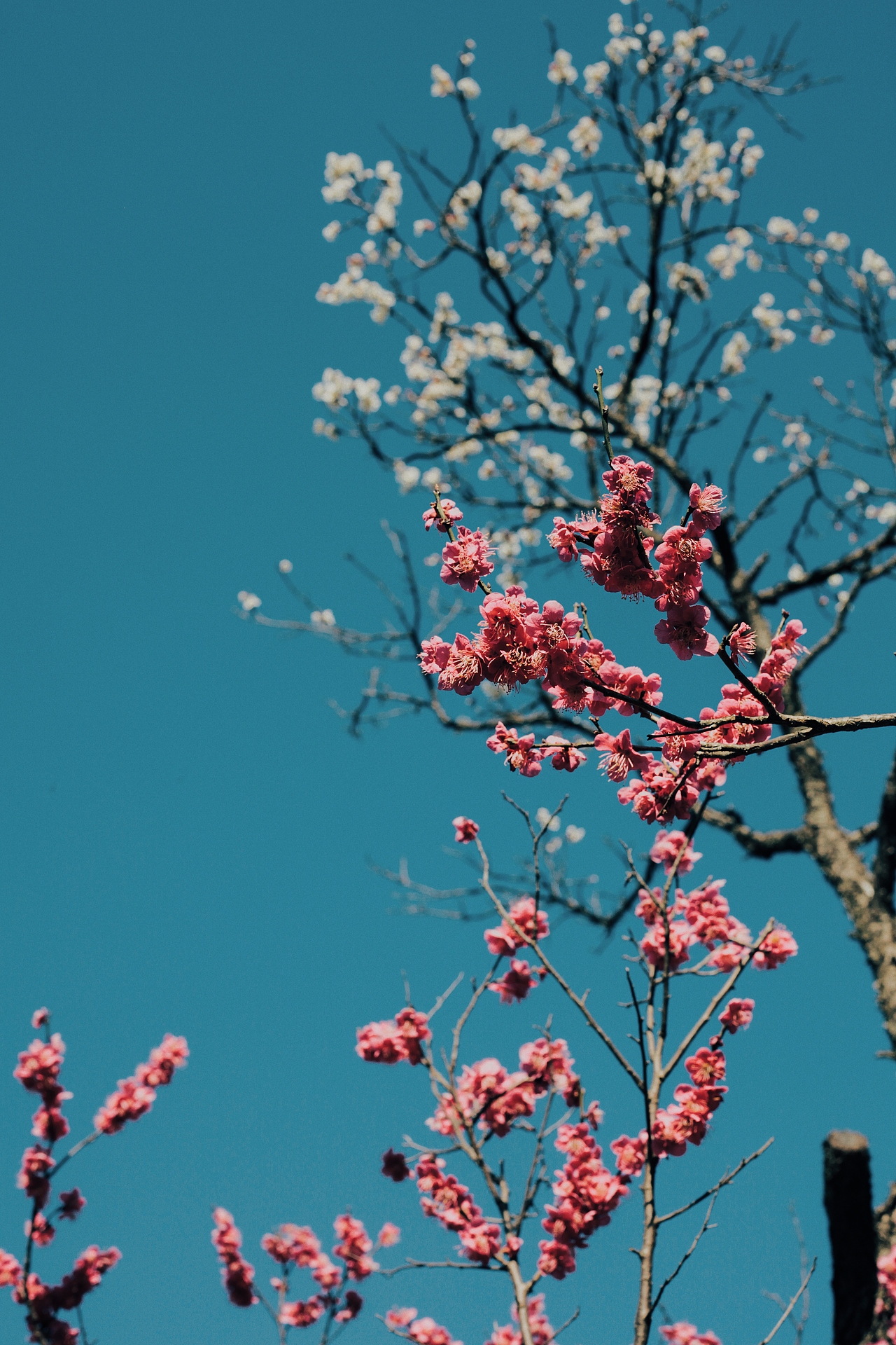 明孝陵梅花节随手拍