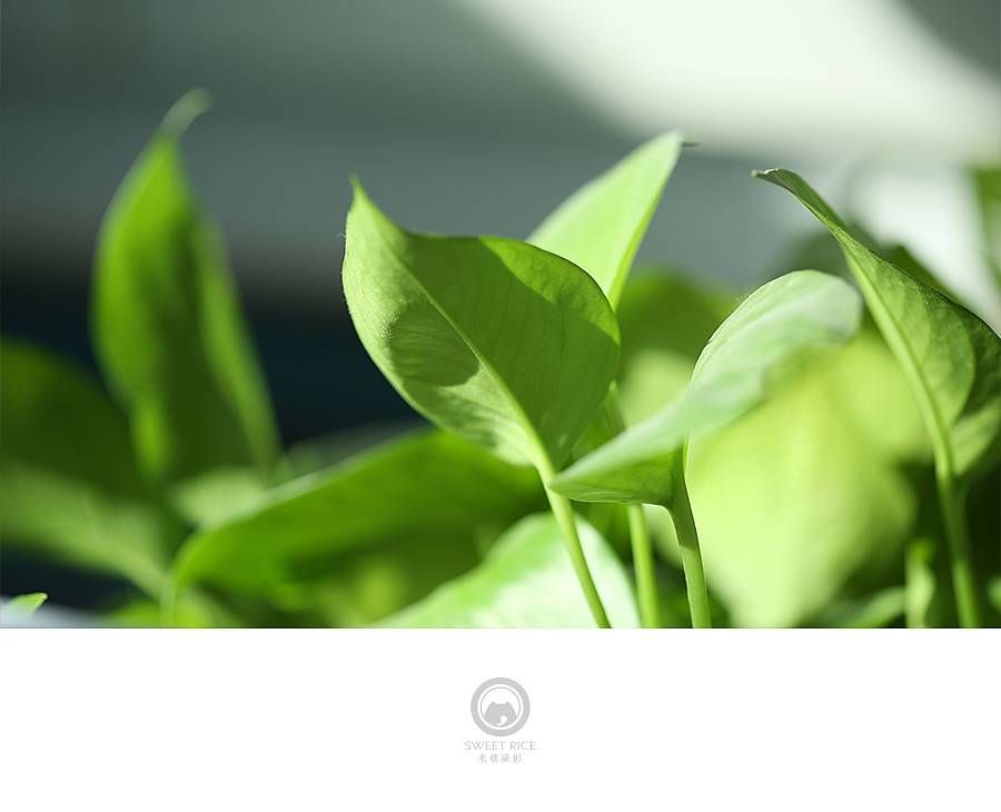 草树知春（图ZNDEwODcyODg=） - 产品摄影 - 站酷设计师挂糖原创素材 - 站酷ZCOOL