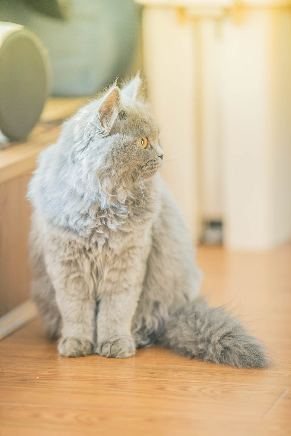 猫咖（图ZNjkyODQ1Mjg=） - 宠物摄影 - 站酷设计师xubin1123原创素材 - 站酷ZCOOL