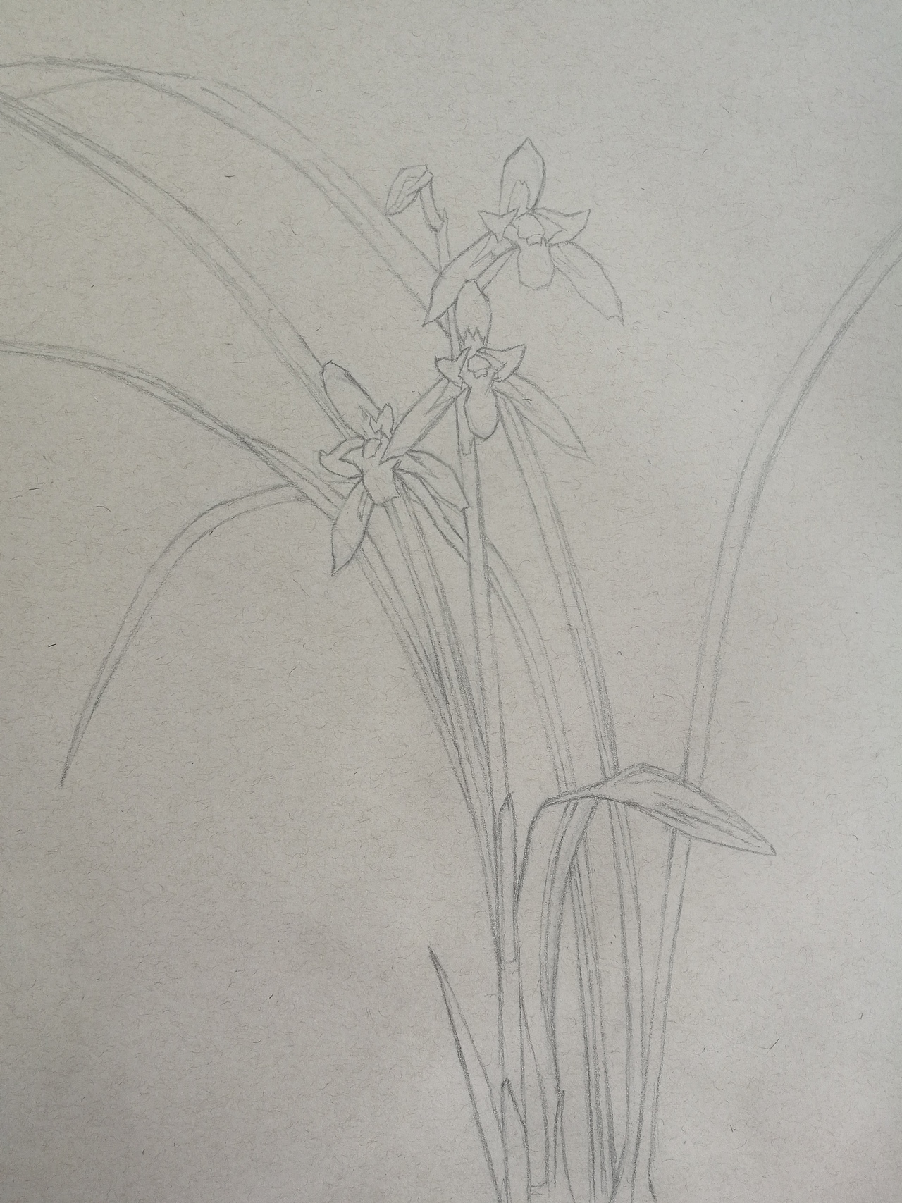 手绘兰花之建兰赤诚即峨眉晨光