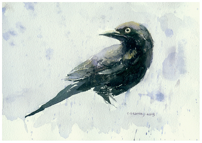 水彩乌鸦