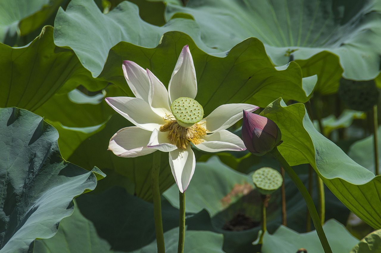 随拍日记（一）（图ZMjI4NzU4OTQ0） - 风光摄影 - 站酷设计师萧萧易水丶原创素材 - 站酷ZCOOL