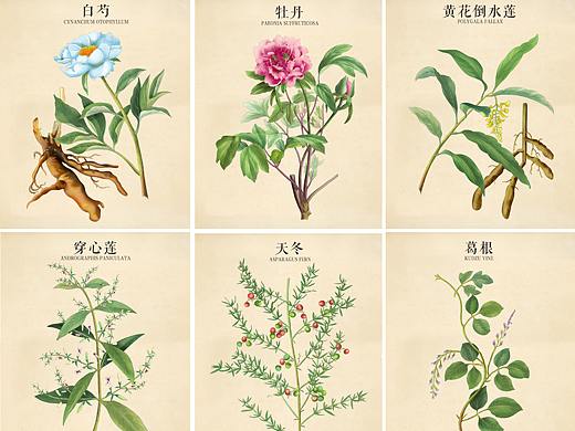 中草药植物