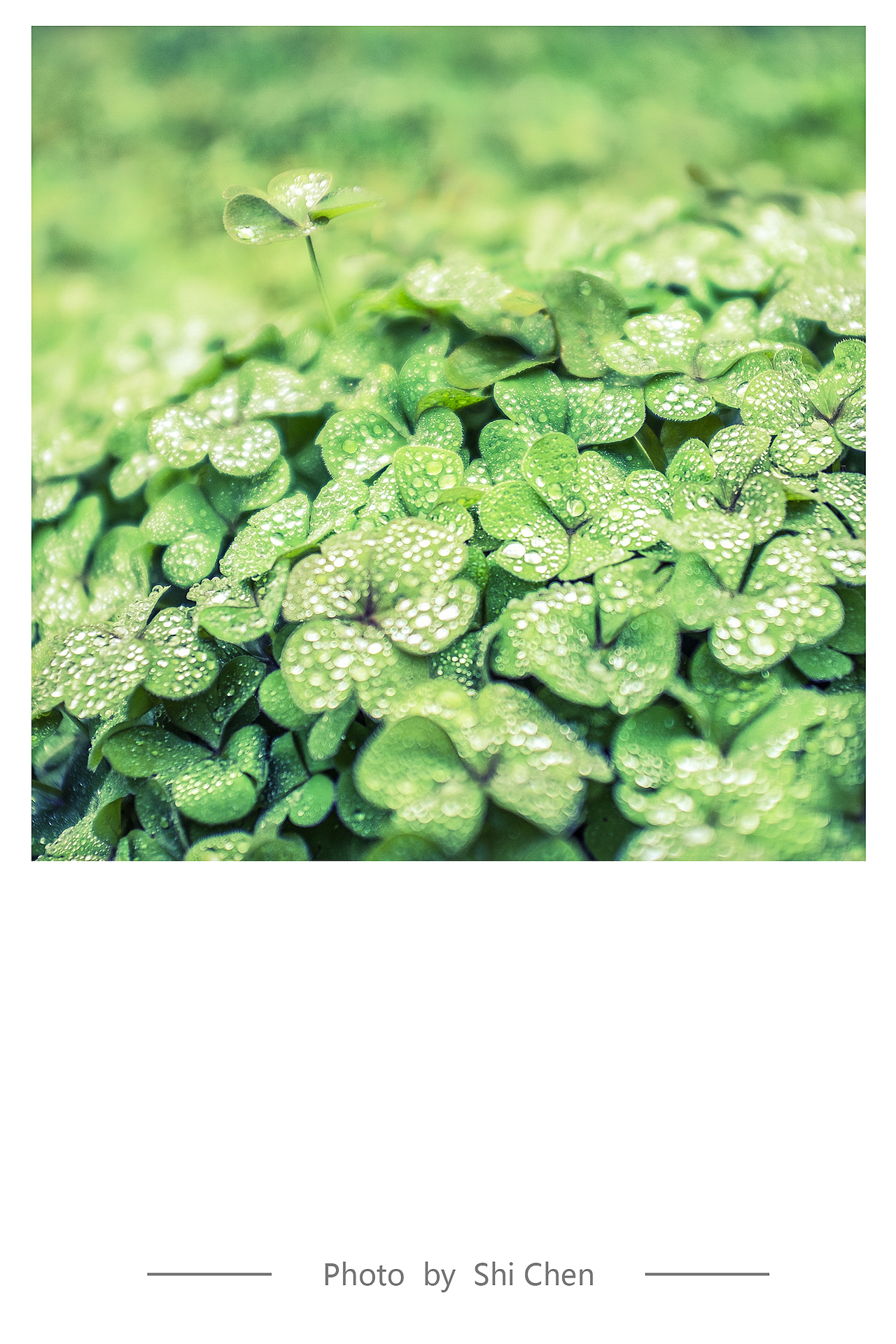 雨后~（图ZMTYxMTgxNzY=） - 风光摄影 - 站酷设计师zhzxsc原创素材 - 站酷ZCOOL