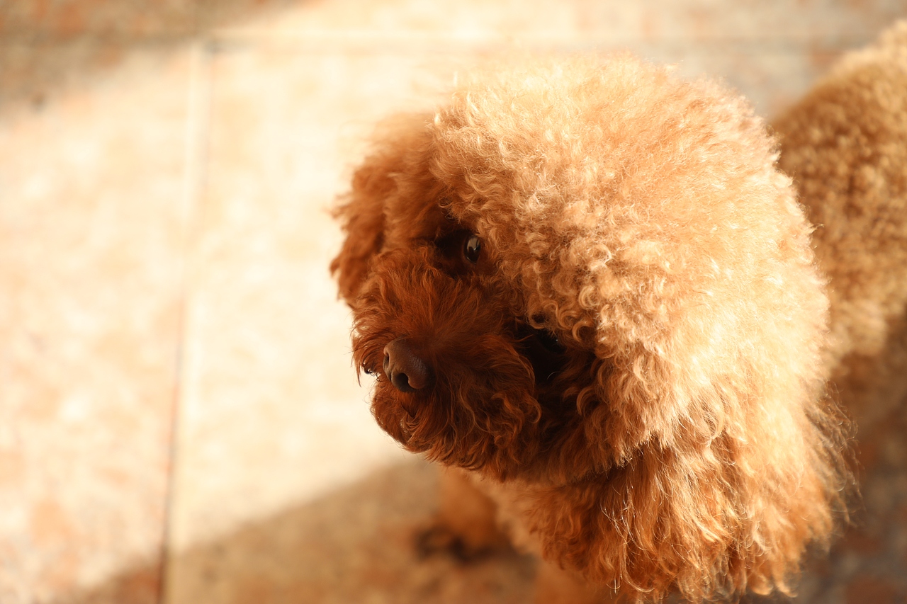 随手拍（图ZMTk1MTk1NTA4） - 其他摄影 - 站酷设计师神蛋原创素材 - 站酷ZCOOL