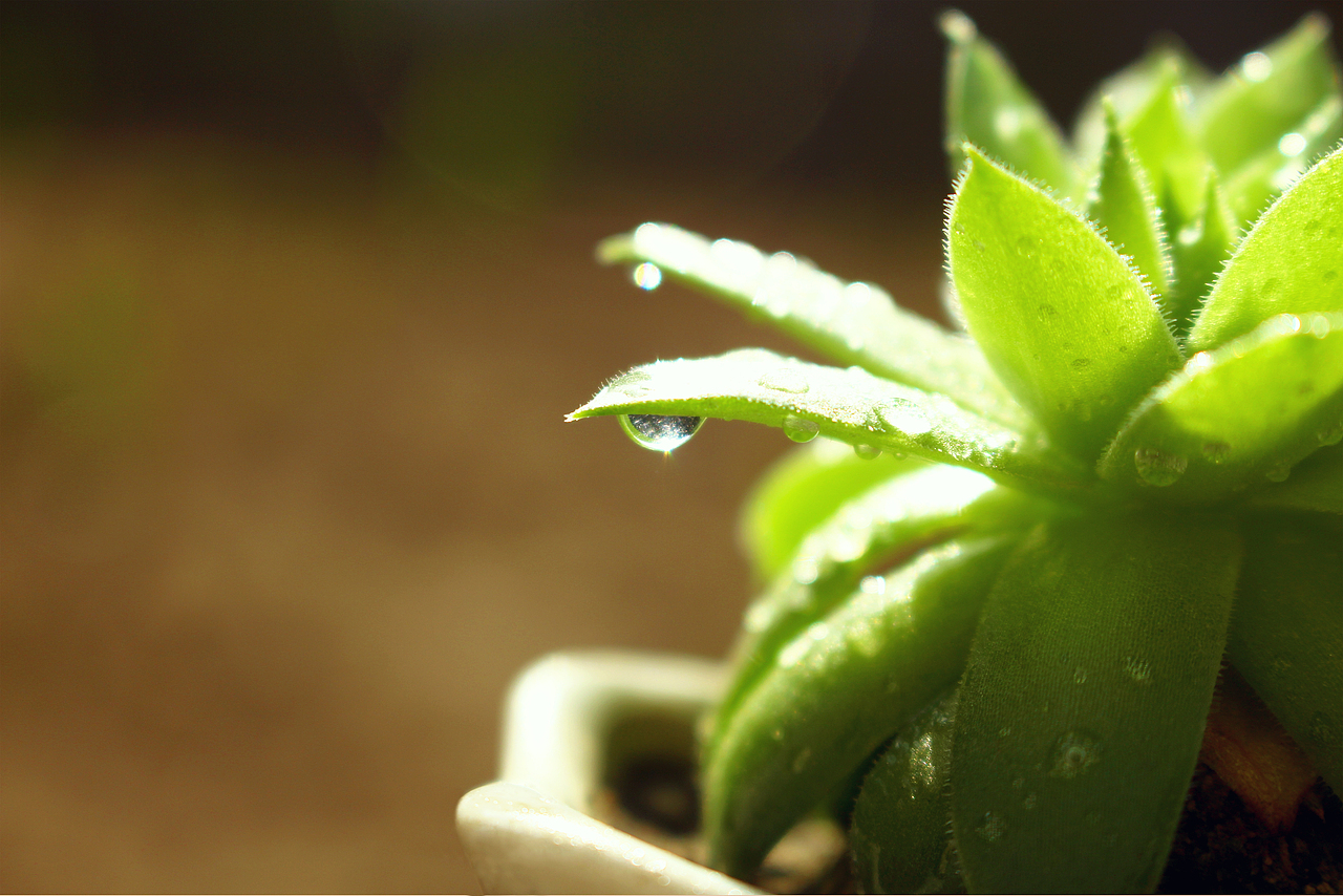 叶（图ZMjAzOTgwNDMy） - 产品摄影 - 站酷设计师ma675055787原创素材 - 站酷ZCOOL