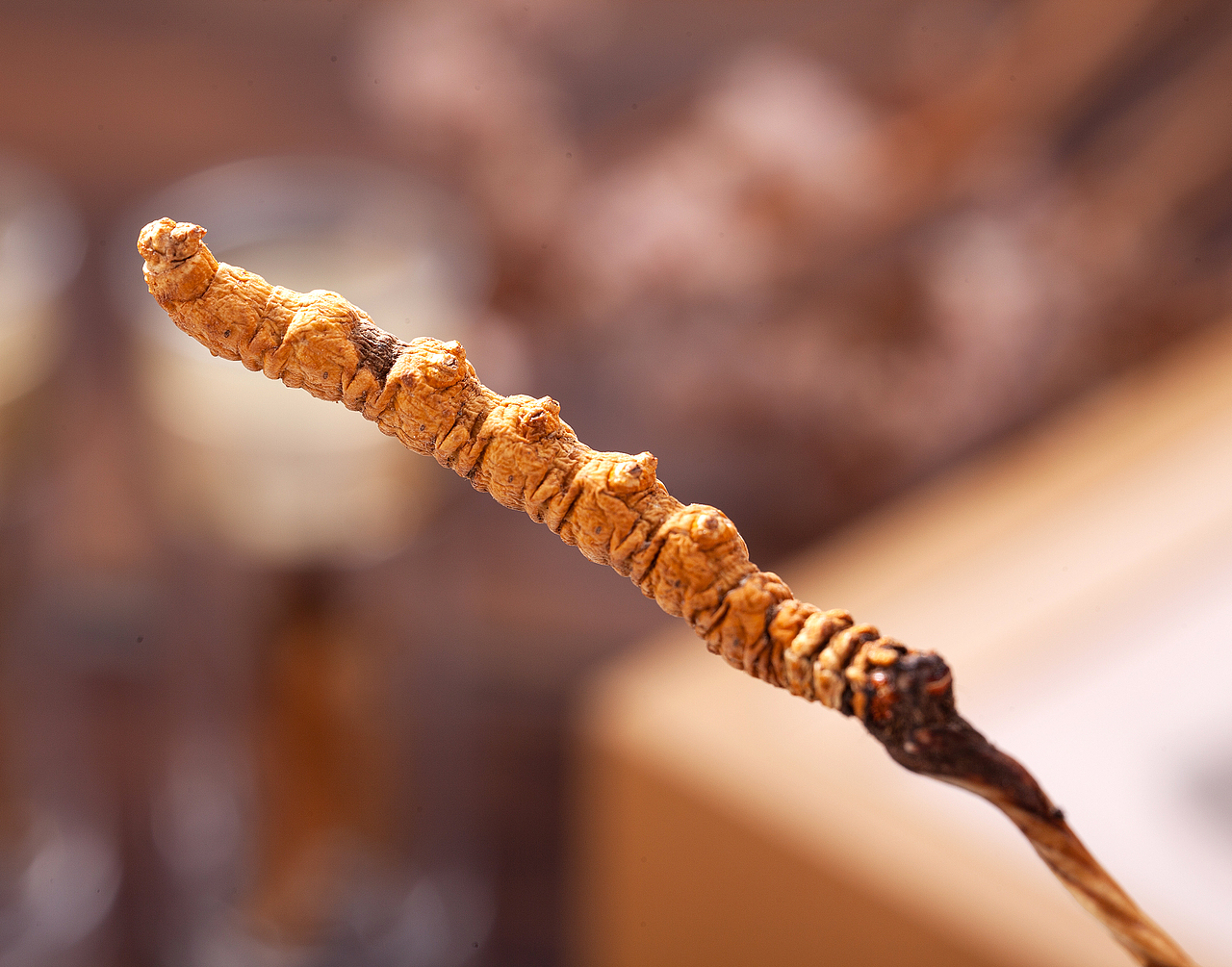 冬虫草产品拍摄 产品寄拍 视频制作 滋补拼摄影（图ZMjI0NDE2MjYw） - 产品摄影 - 站酷设计师岭南视觉原创素材 - 站酷ZCOOL