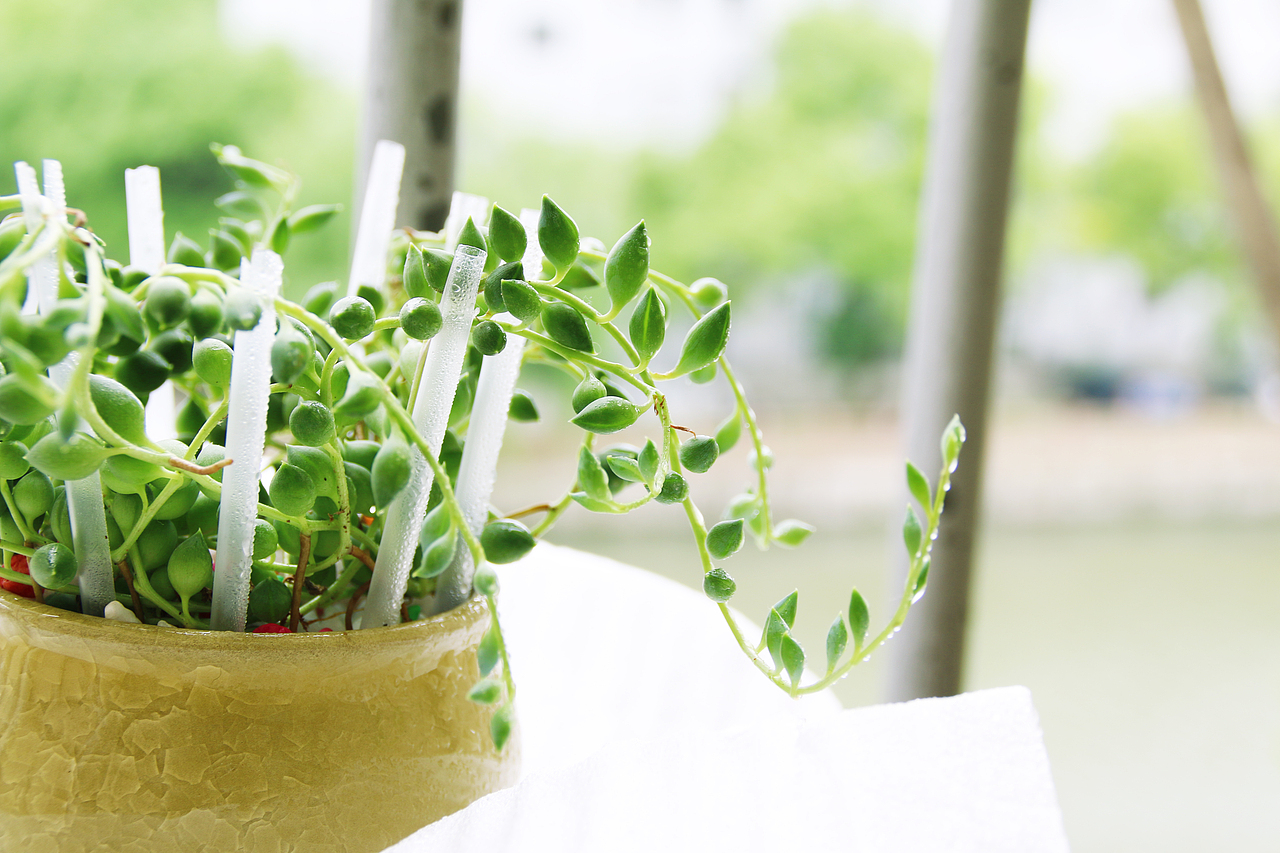 多肉（图ZNDk1MzM4MzI=） - 产品摄影 - 站酷设计师1174337661原创素材 - 站酷ZCOOL