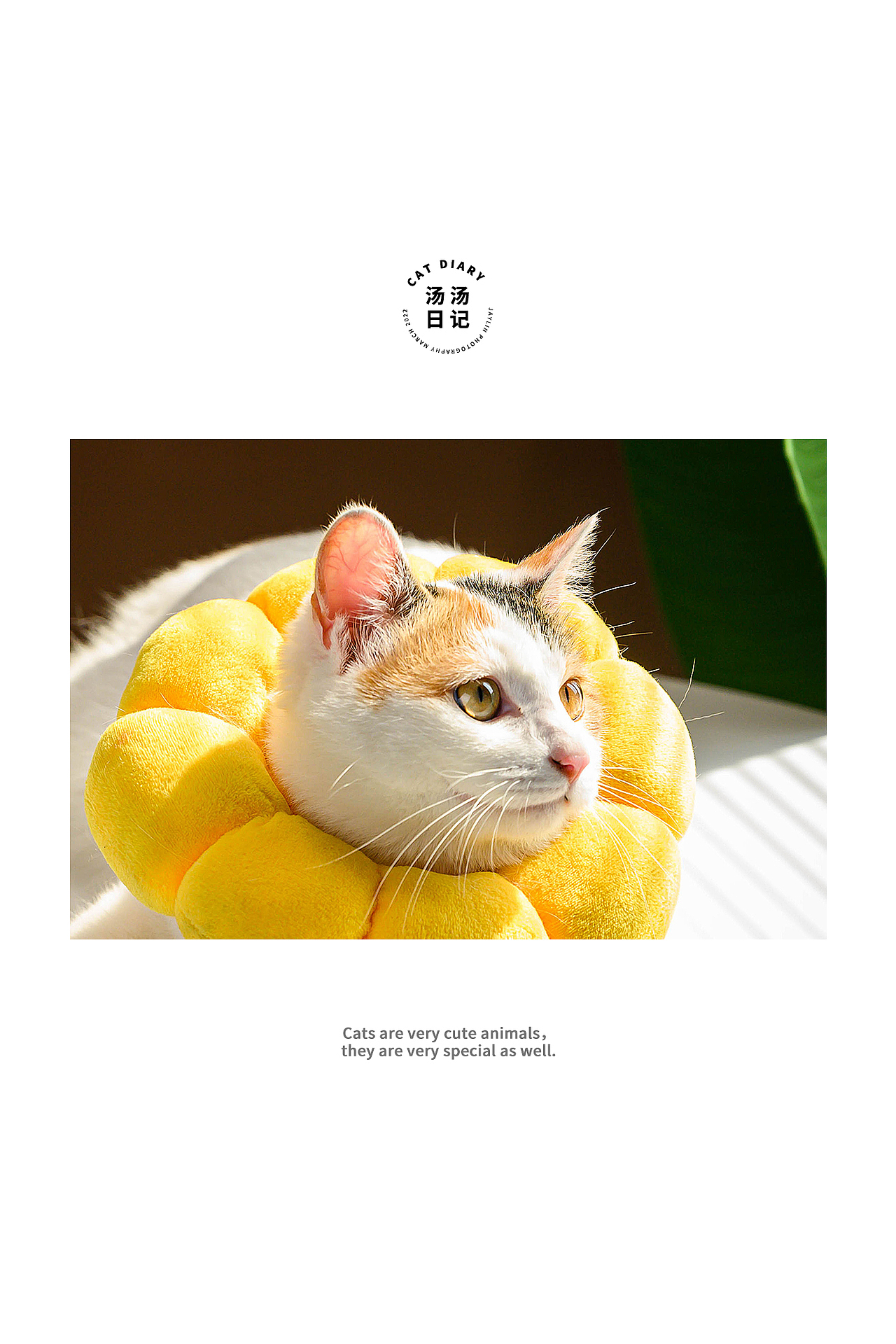 Jaylin｜湯湯日記（圖ZMjkzMTE5NjUy） - 寵物攝影 - 站酷設(shè)計(jì)師阿宅Jaylin原創(chuàng)素材 - 站酷ZCOOL