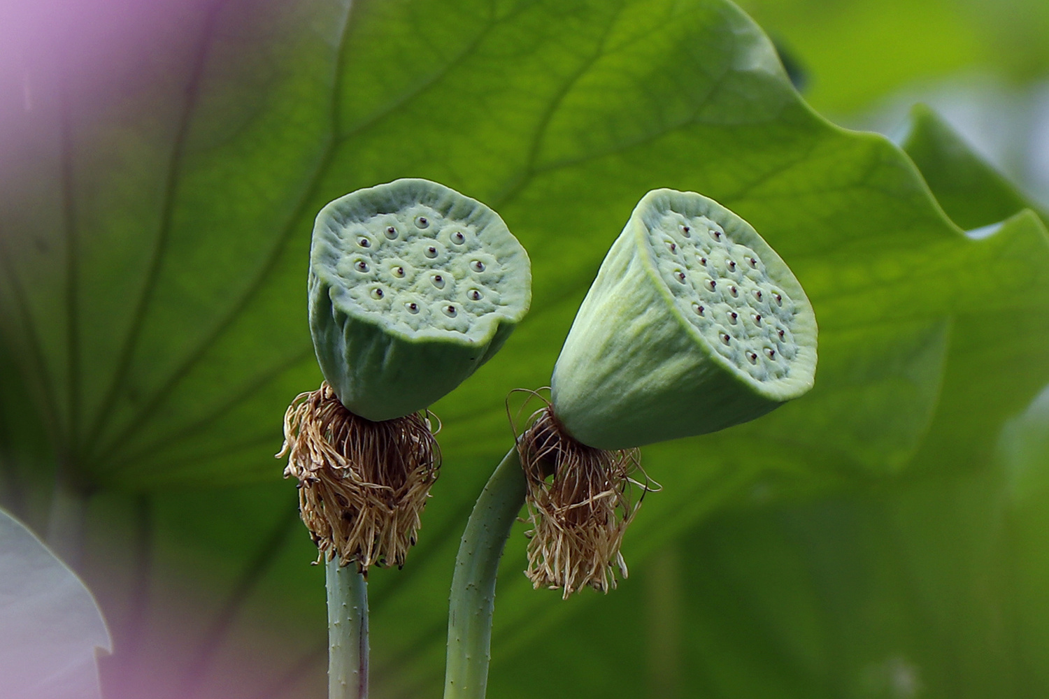 Lotus La Graine Fleur - Photo gratuite sur Pixabay - Pixabay