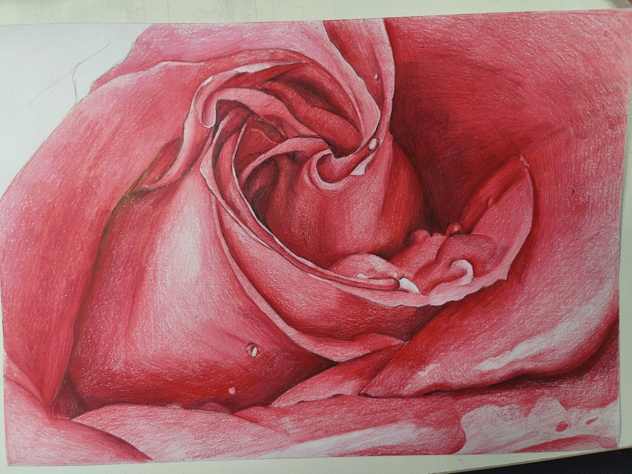 彩铅微观玫瑰花