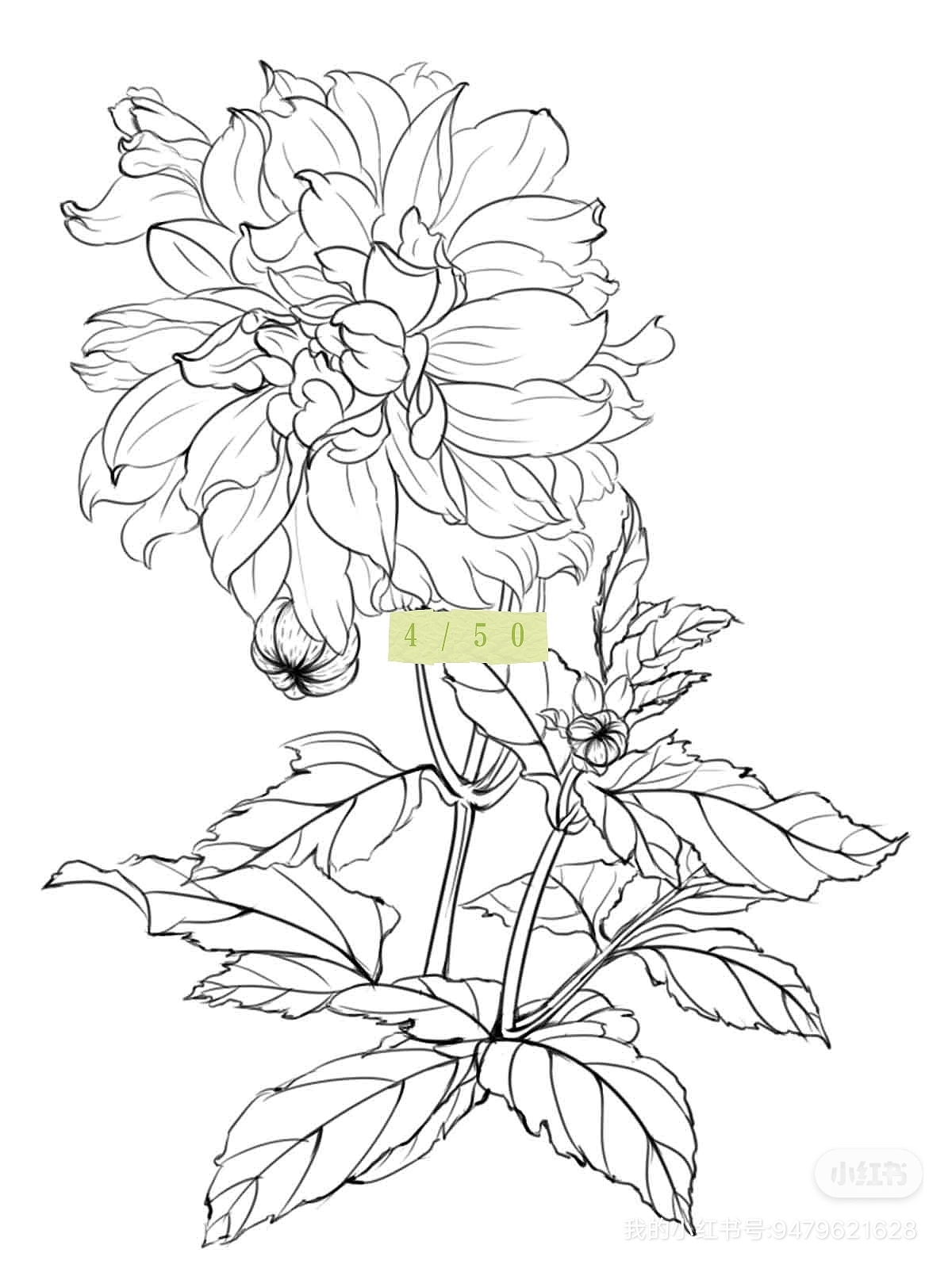 原创植物插画4/50