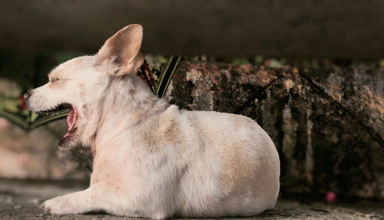 哈（图ZMjAyNDU0Mjcy） - 宠物摄影 - 站酷设计师Z20985396原创素材 - 站酷ZCOOL