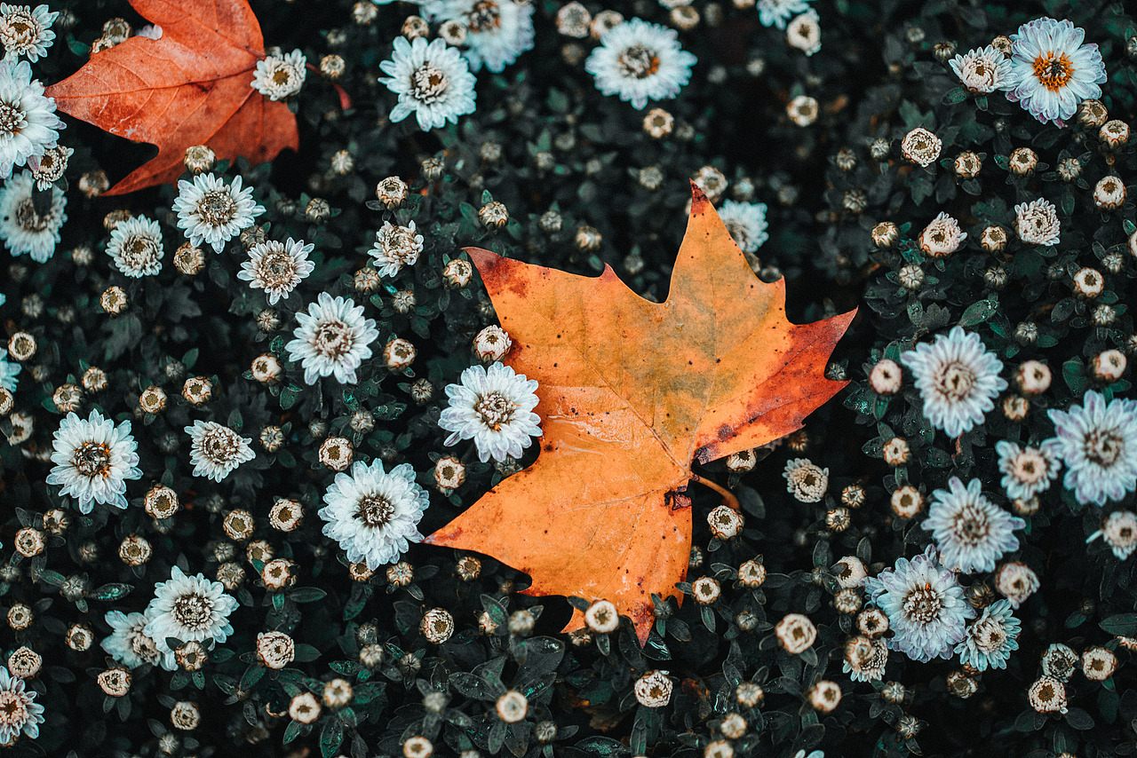 共青森林公园秋天的景色