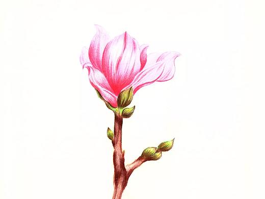 玉兰花