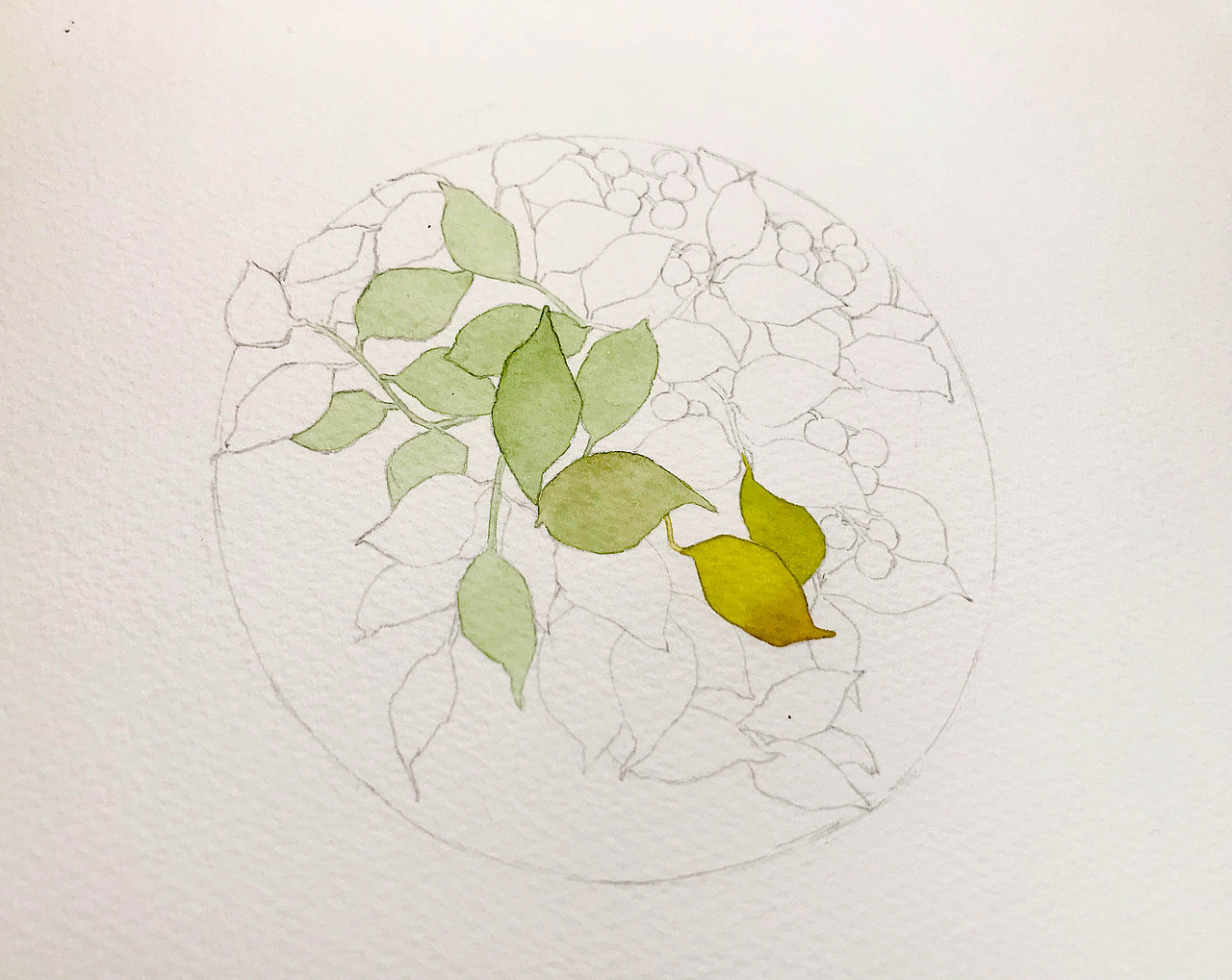 一组小清新风格植物插画