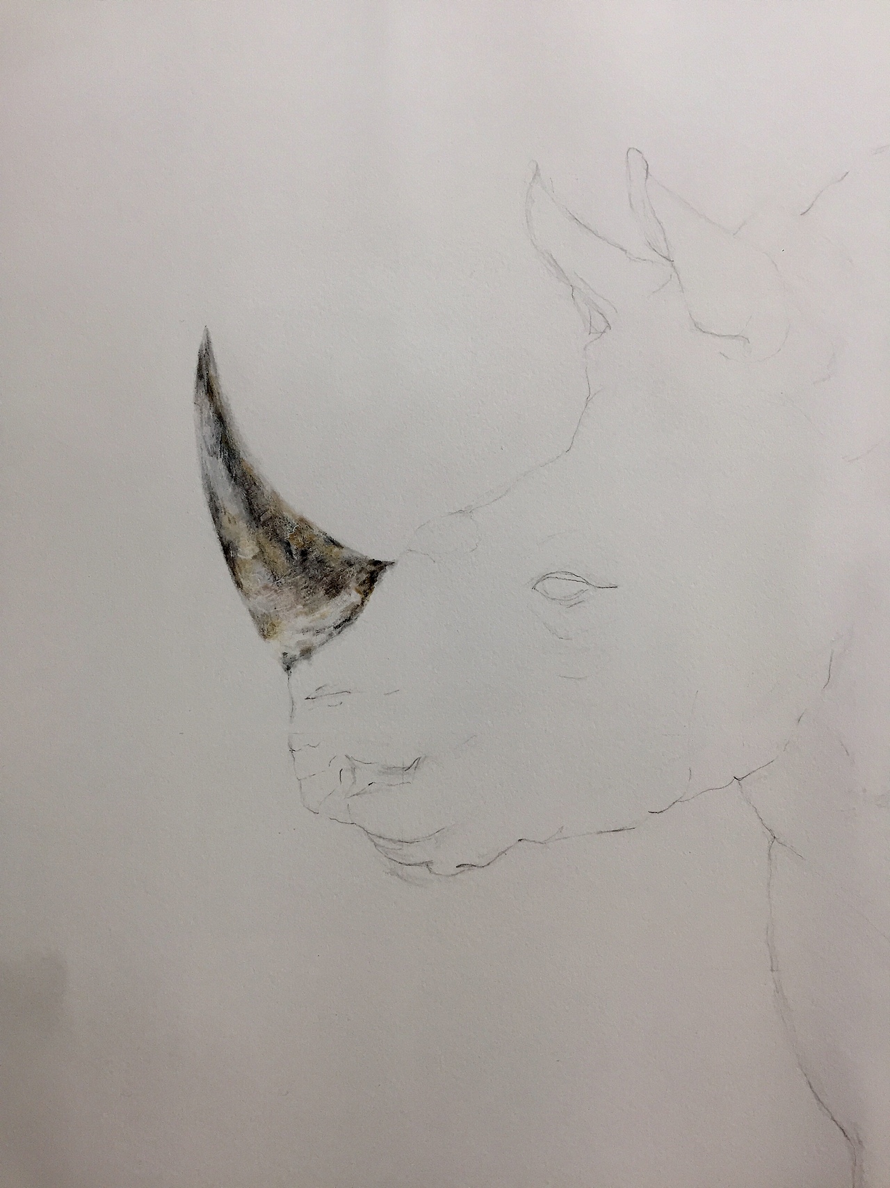 写实彩铅画『犀牛』