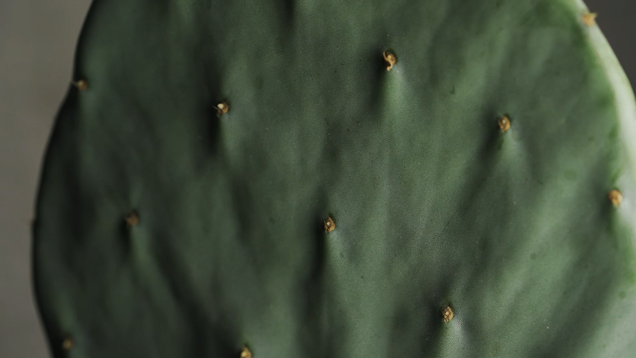 LAN多维莓果精粹美白油 | LAN ✖ 主图视频广告护肤品