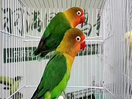 大型动物展出租海狮租赁萌宠展出租百鸟展租赁