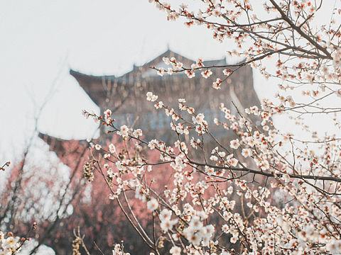 南京溧水傅家边梅花山