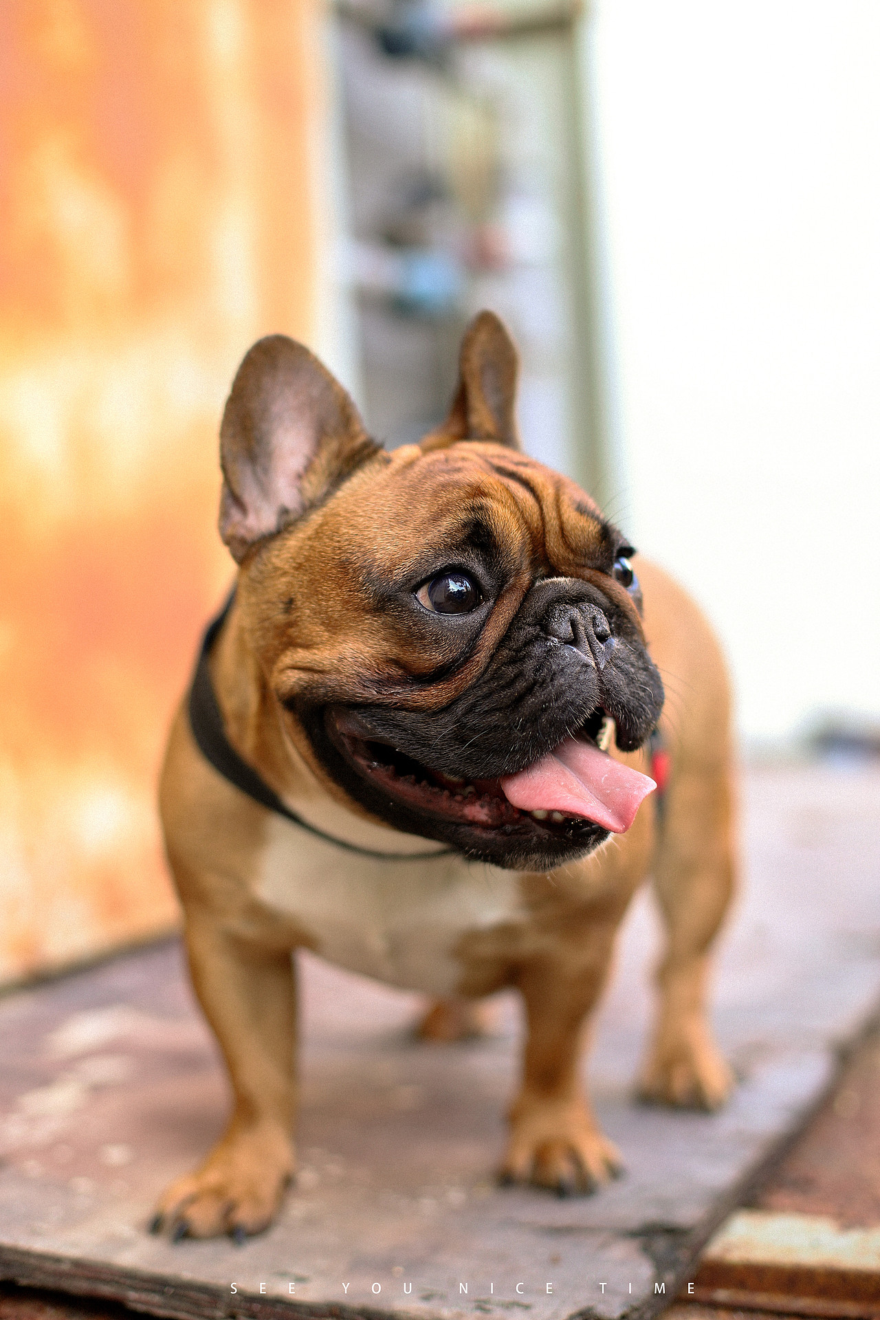 宠物摄影法国斗牛犬