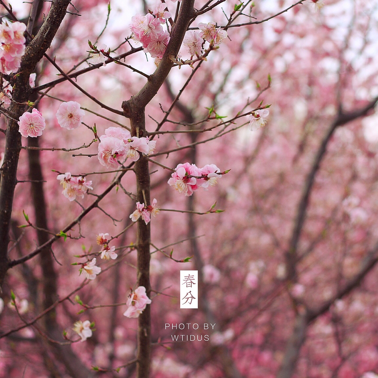 踏春“睬”花（图ZNDU5NDQ4MDQ=） - 风光摄影 - 站酷设计师Amoo阿毛原创素材 - 站酷ZCOOL