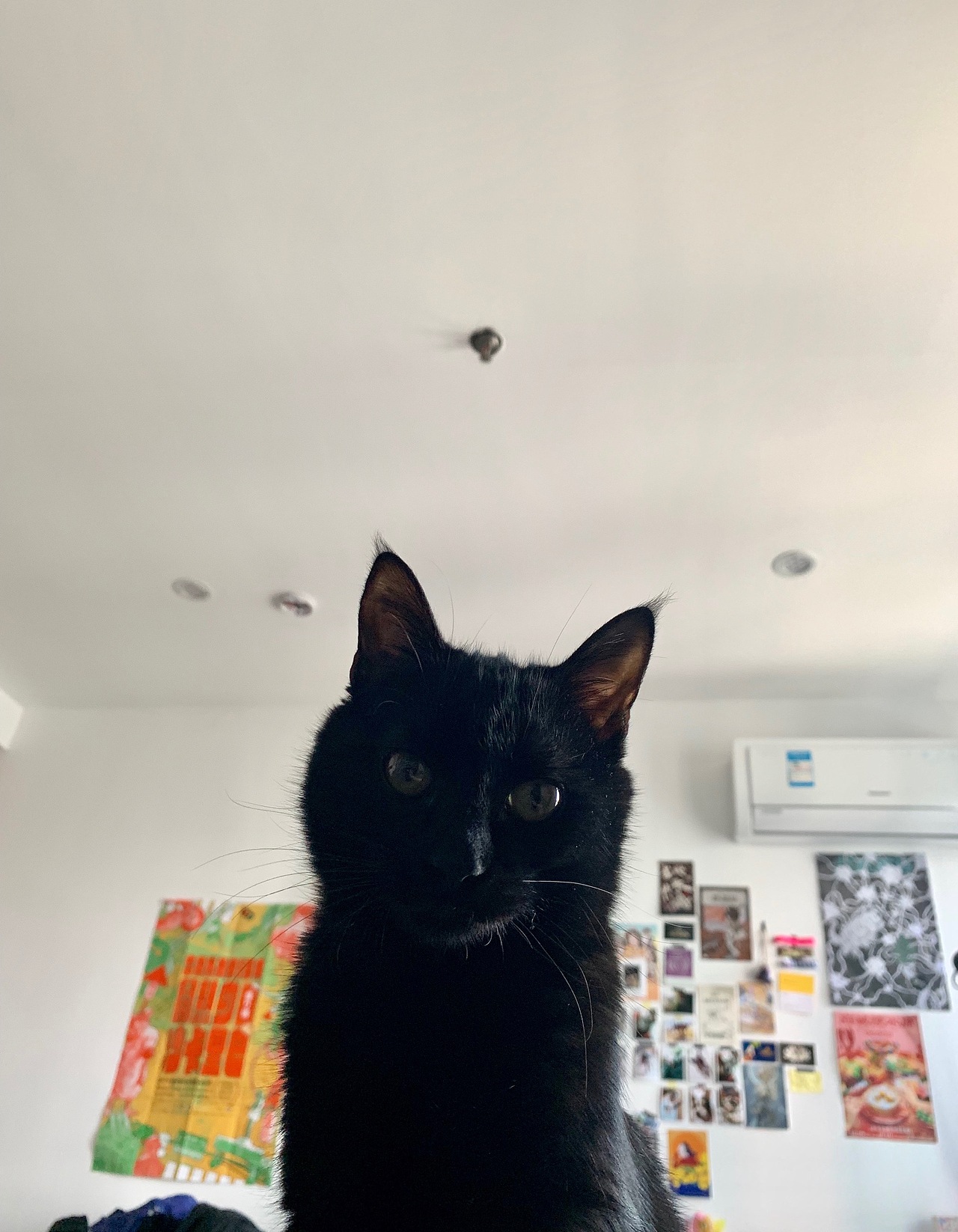 漫画-我家的猫喔欧（图ZMTkyNDAyMDE2） - 短篇/格漫 - 站酷设计师Shuttlepork原创素材 - 站酷ZCOOL