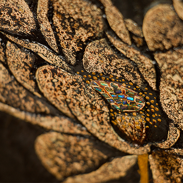 【漆陶物语】大漆干泡茶台