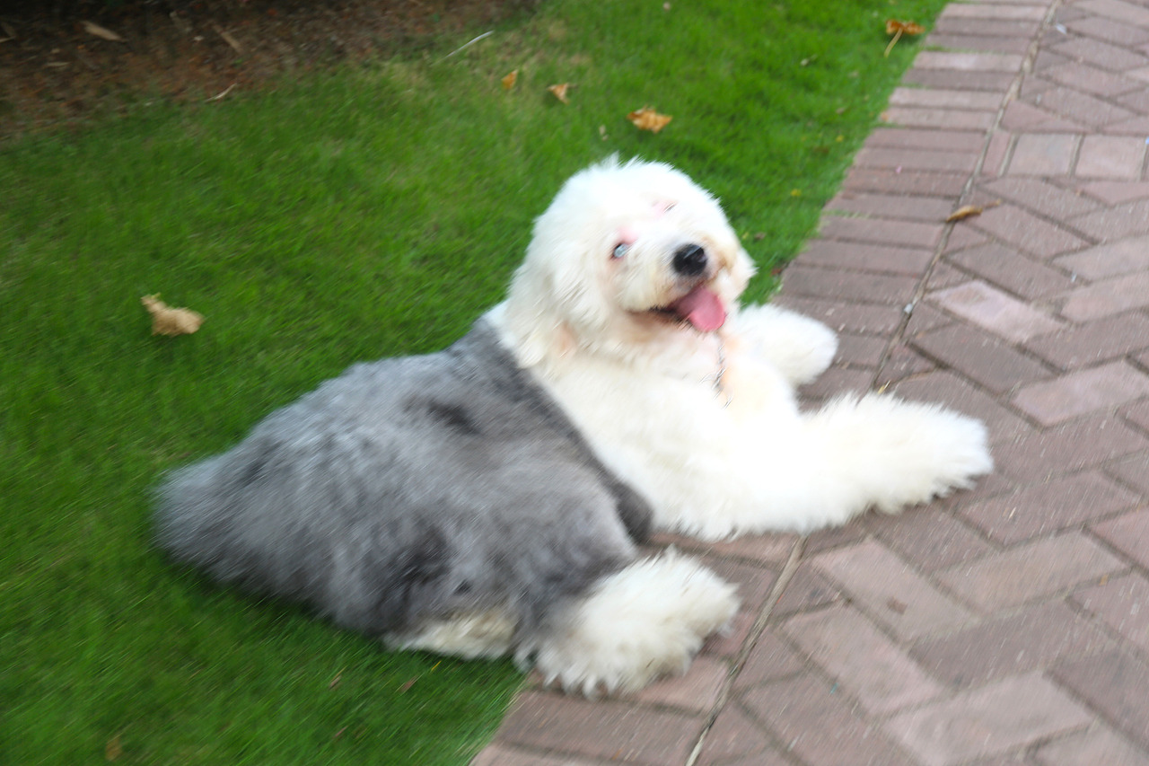 他五岁了（图ZNjUwMjM3NjA=） - 宠物摄影 - 站酷设计师芥末小E原创素材 - 站酷ZCOOL