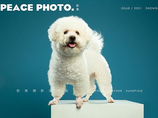 宠物摄影 | 比熊犬 | Peace Photo影集摄影