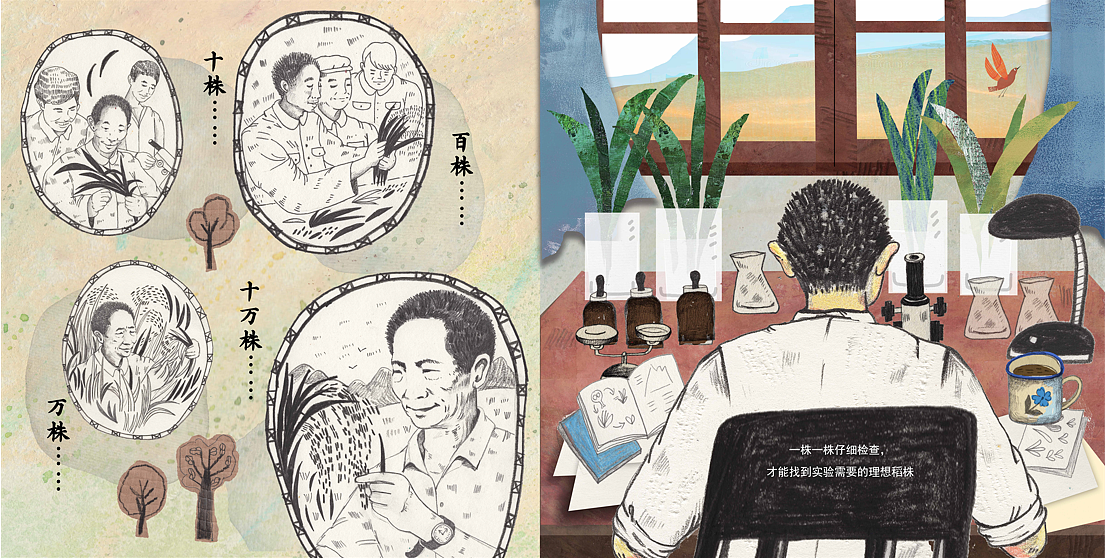 绘本《杂交水稻之父袁隆平》各种创作方式都用到了（图ZMjY3NjMwODA4） - 绘本 - 站酷设计师黛西野鹤原创素材 - 站酷ZCOOL