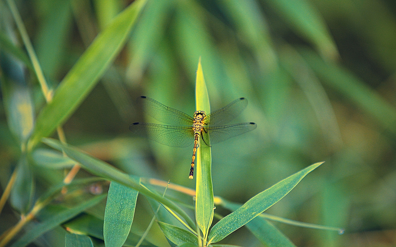那村那人那风光（图ZNjE2Nzk2Mjg=） - 风光摄影 - 站酷设计师sunnysat原创素材 - 站酷ZCOOL