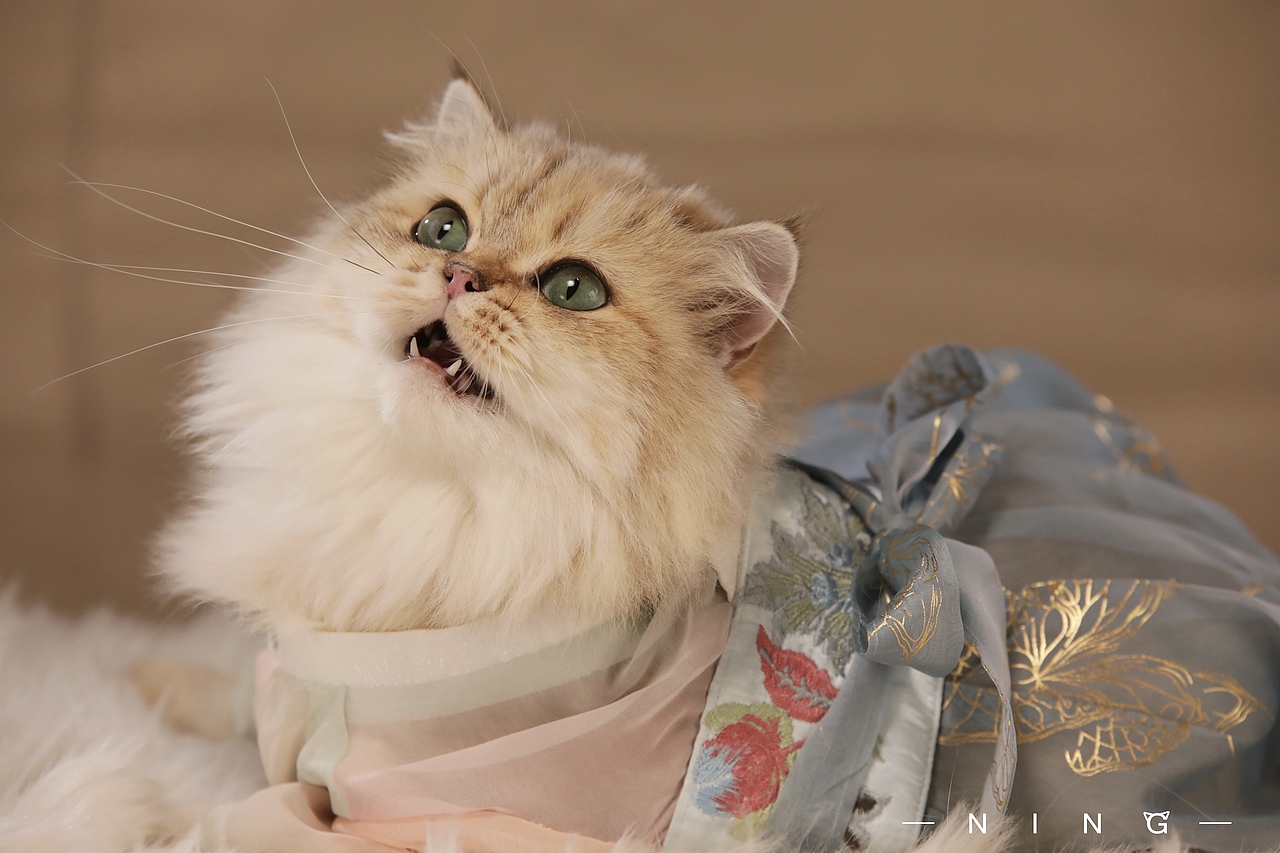 岁月为笔 相思入墨（图ZMjE3MDMyMjA0） - 宠物摄影 - 站酷设计师CyberCat原创素材 - 站酷ZCOOL