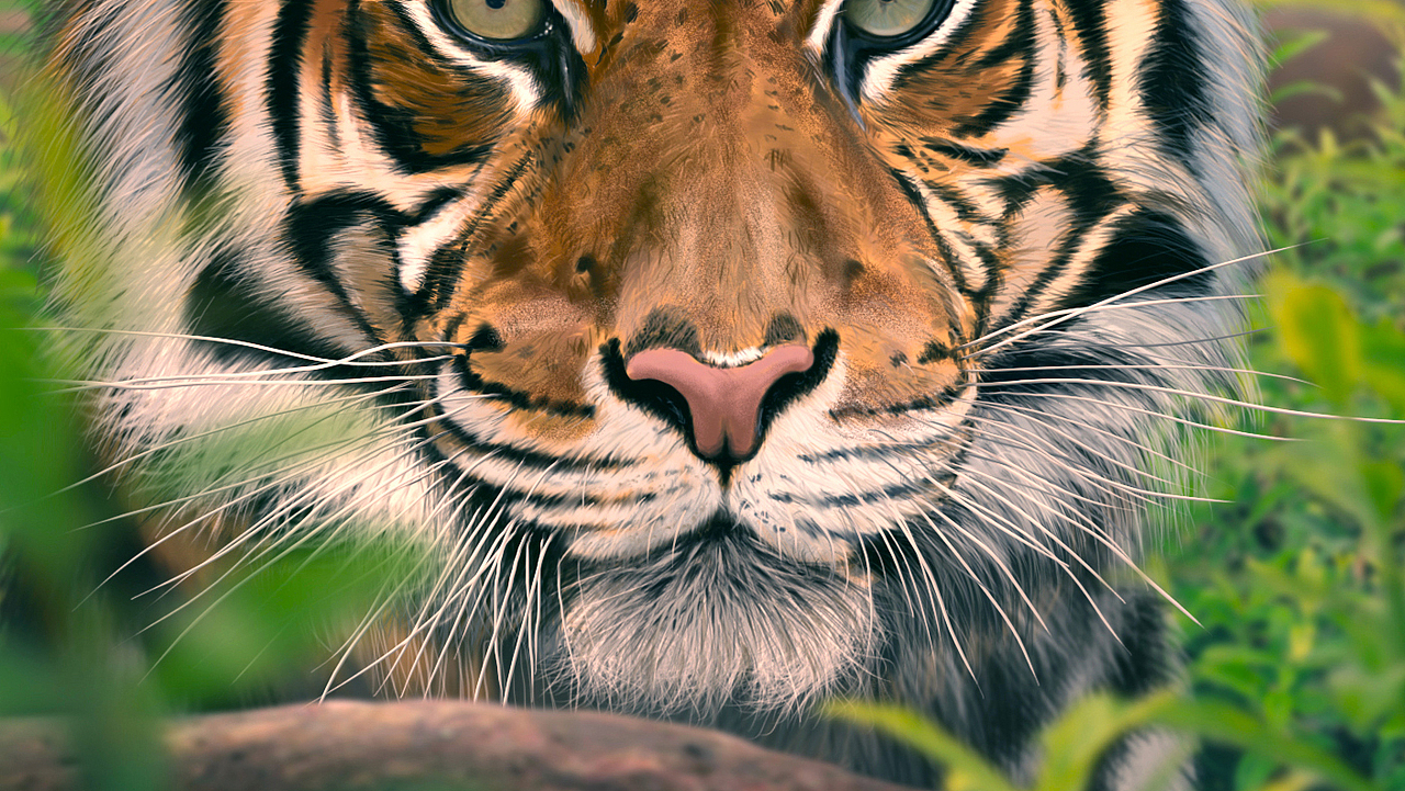 Tiger(图ZMTEyOTE5OTY=) - 创作习作 - 站酷设计师SW伯爵原创素材 - 站酷ZCOOL