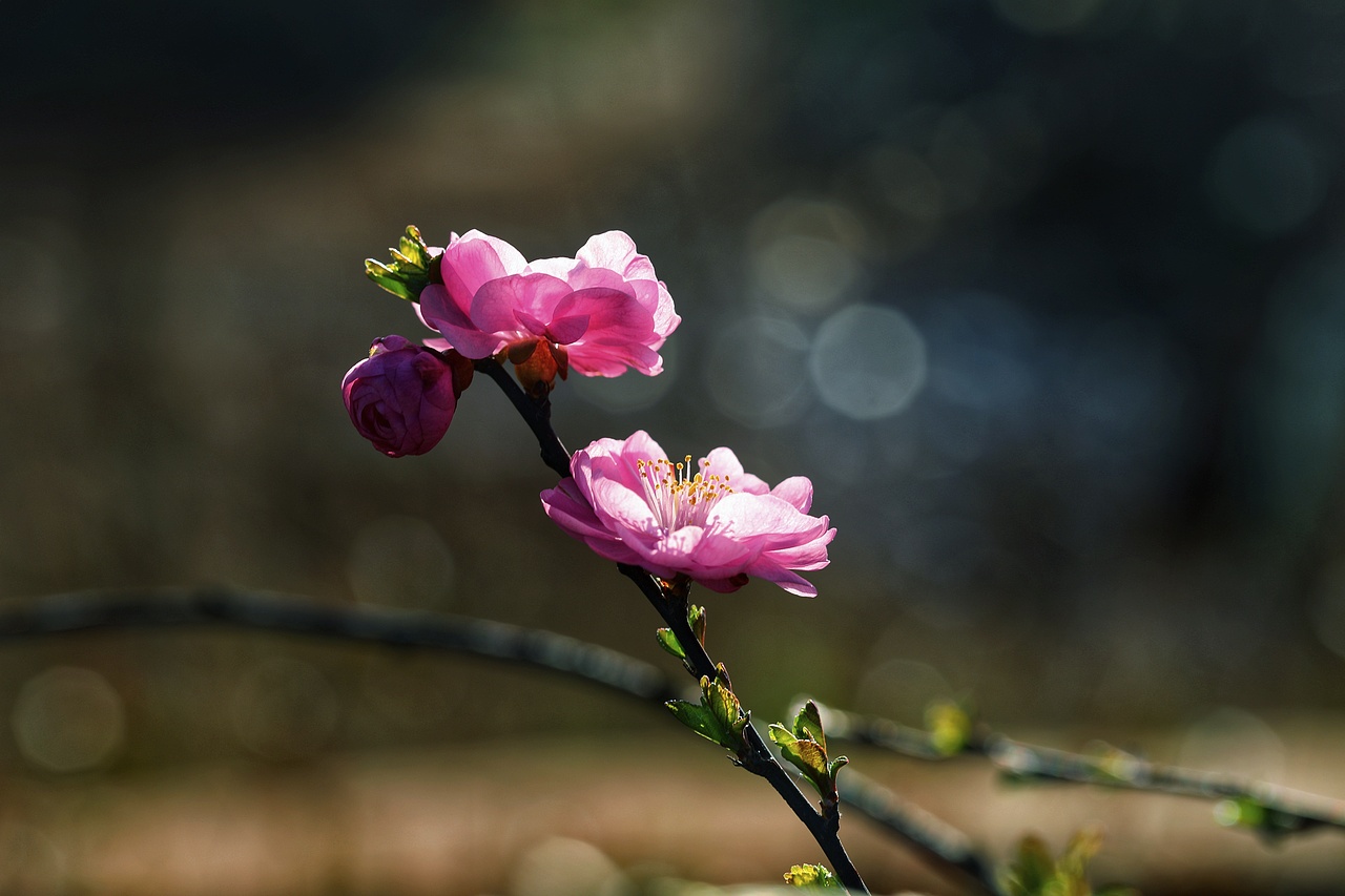 云之南花季（图ZMTA3MjM3MjQ0） - 风光摄影 - 站酷设计师源起原创素材 - 站酷ZCOOL