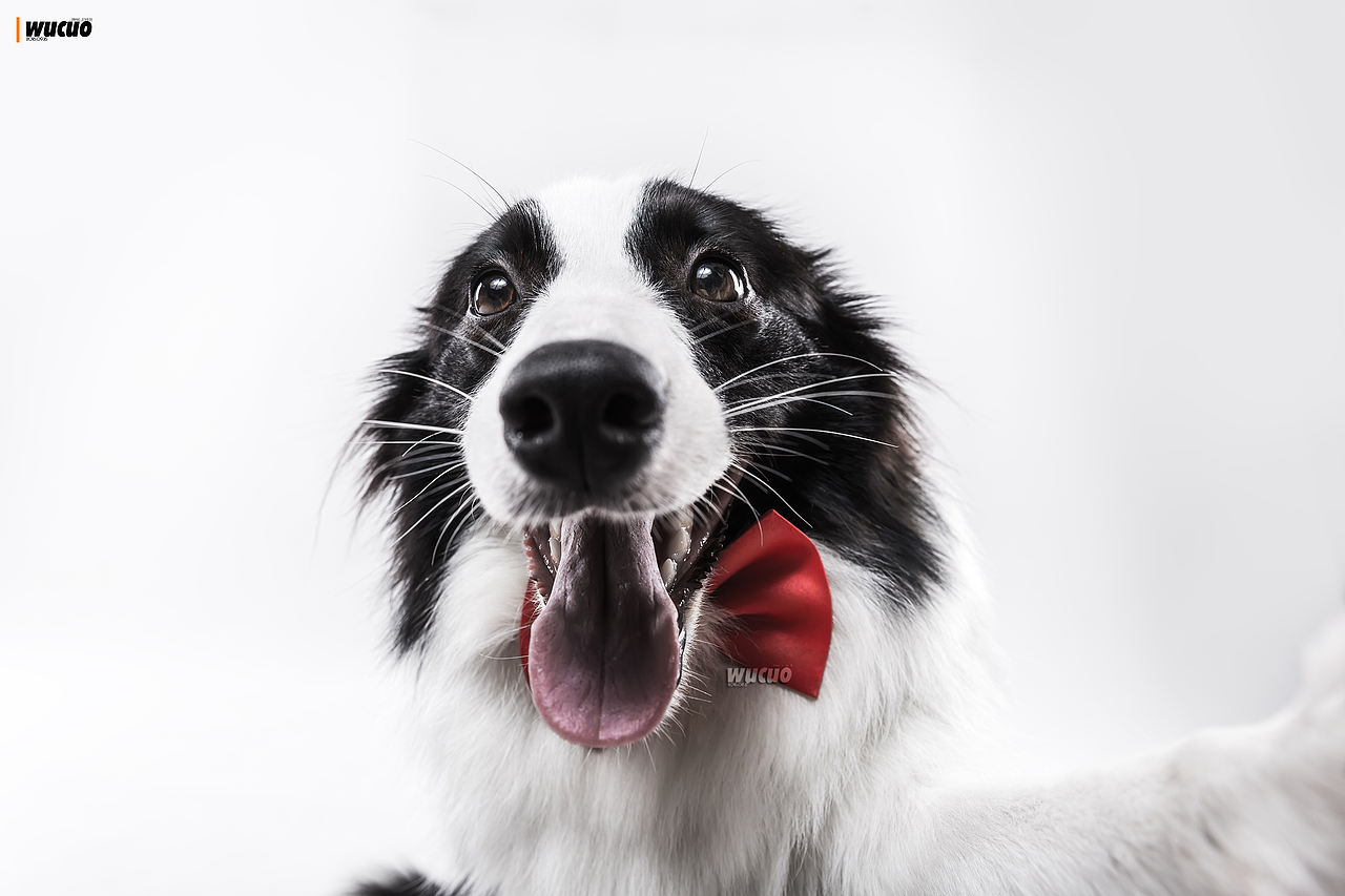 [宠物摄影] 边牧（图ZNTk0NjA0ODA=） - 宠物摄影 - 站酷设计师pingQ原创素材 - 站酷ZCOOL